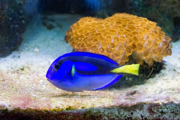 Blue tang or blue surgeonfish (Paracanthurus hepatus)