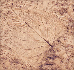 marks of leaves on the concrete