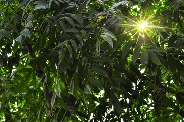 Sun rays shining through trees