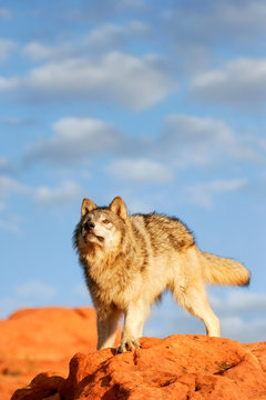 Fototapeta Gray wolf (Canis lupus)