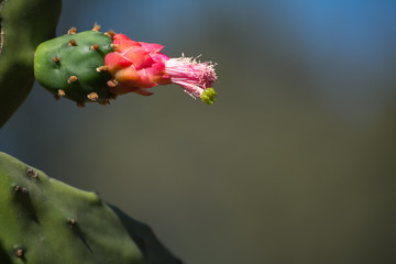 Flor de cactus con sus colores.