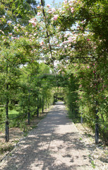 Крытая зеленая аллея берсо в городском парке