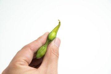 holding edamame