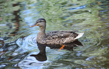 Самка кряквы в водоеме