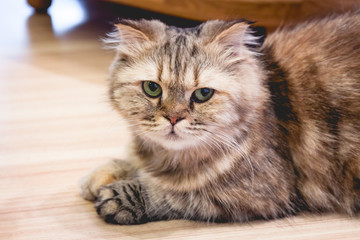 Cat sit on the wood floor