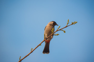 Perched Red-vented Bulbul Pycnonotus cafer at Taksin Maharach National Park ,Thailand