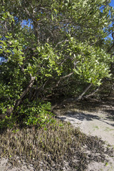 Black mangroves with pneumatophores rising above mud
