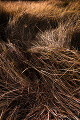 Dried grass field