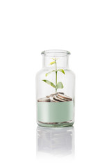 coins in jar with  empty space for text , plant grow up