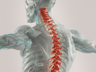 Human anatomy spine pain highlighted in red. X-ray view.