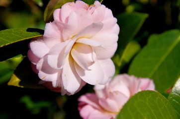 ピンクの花のツバキ