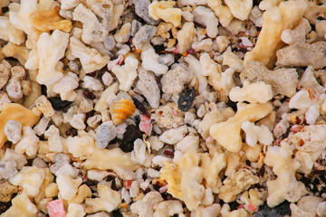 Close up of a dead coral on the beach of Chinese Hat island, Gal