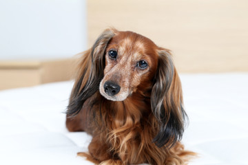 Dachshund dog