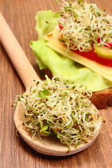 Alfalfa and radish sprouts on spoon and vegetarian sandwich