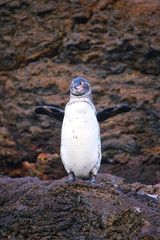 Naklejka premium Galapagos Penguin standing on rocks, Bartolome island, Galapagos