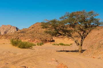 Fototapeta na wymiar dry desert and tree sinai egypt