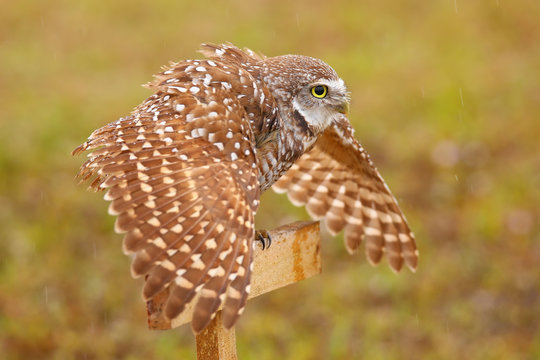 Burrowing Owl spreading wings in the rain