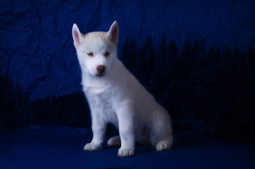 Husky puppy / Husky puppy on a blue background