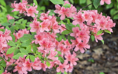 Flowers pink rhododendron in the  Minsk a botanical garden