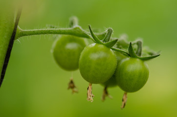 Growing cherry tomatoes in greenhouse