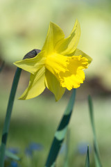 Yellow daffodil flower blooming in spring
