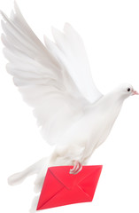 white dove with red mail illustration