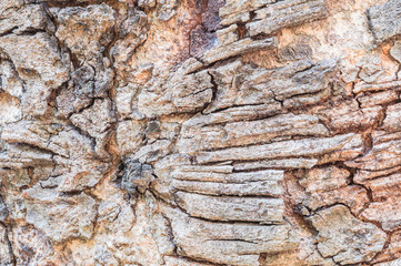 Closeup cracked skin of trunk of tree texture background