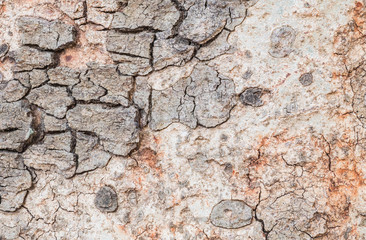 Closeup cracked skin of trunk of tree texture background