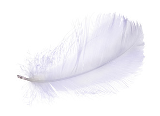 light blue small isolated feather