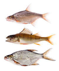 group of three fishes isolated on white