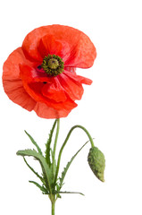 single red poppy isolated on white