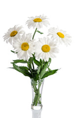 bouquet of daisies in glass vase on white background