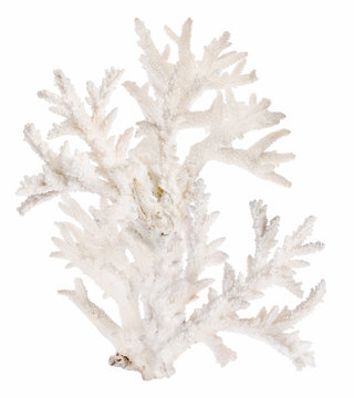 large light coral branches on white