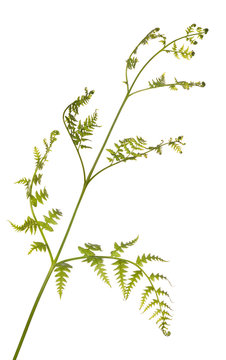 isolated green fern plant on white