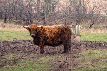 Scottish highland cow at a farm