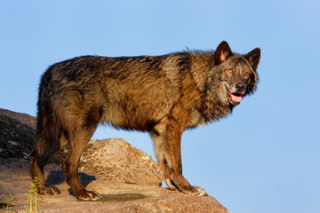 Gray wolf (Canis lupus)