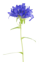 large wild blue flowers on thin stem