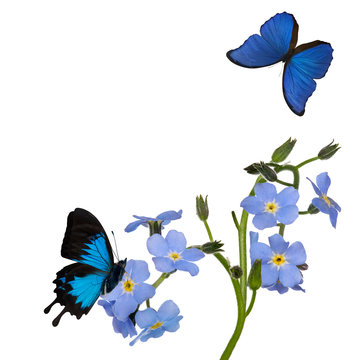 group of blue forget-me-not flowers and two butterflies