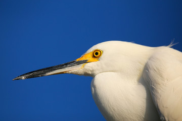 Portrait of Snowy egret