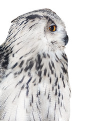 big isolated white owl portrait