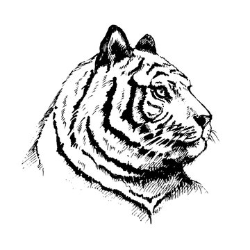 Tiger. Hand drawn sketch of tiger face. Vector illustration.