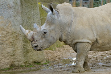 Naklejka premium Rhinocéros
