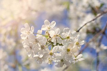 Naklejka na ściany i meble Cherry blossoms on a branch in the sunshine. Tonning photo