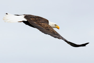 Bald Eagle in Flight