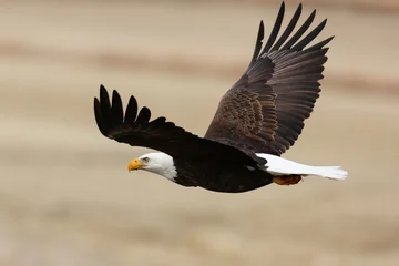 Door stickers Eagle Bald Eagle in Flight