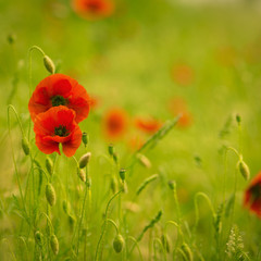 Poppy Field