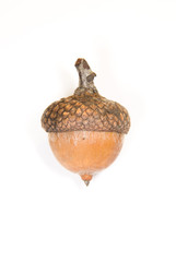 One  brown acorn  with hat on over white