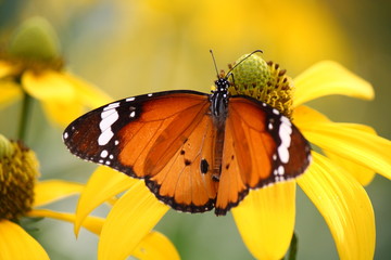 plain tiger butterfly on yellow flower