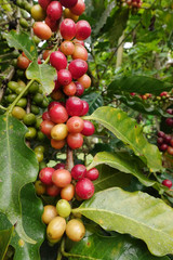 Coffee beans ripening on a tree.