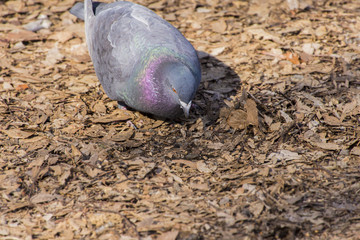 餌を探すカワラバト
